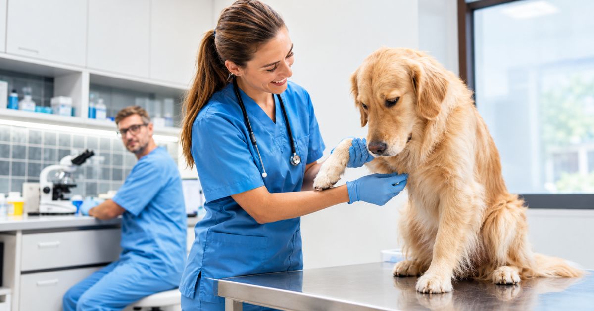No Credit or Low Credit VET Care